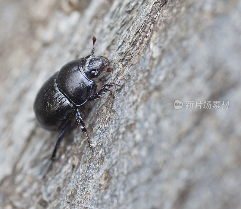 Dor Beetle (Geotrupes stercorarius) climbing rock